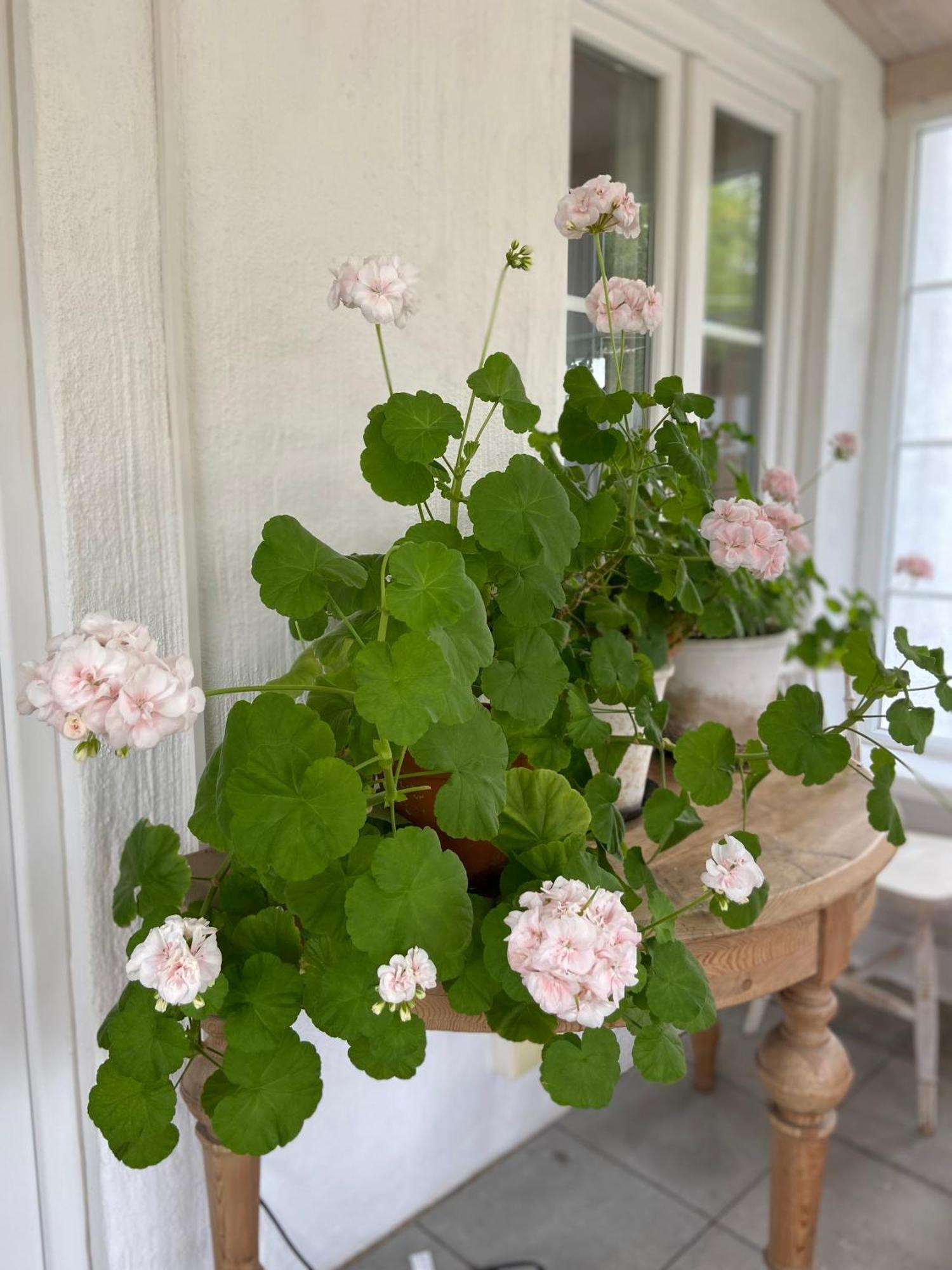 Blomstertantens Hus Трелебори Екстериор снимка