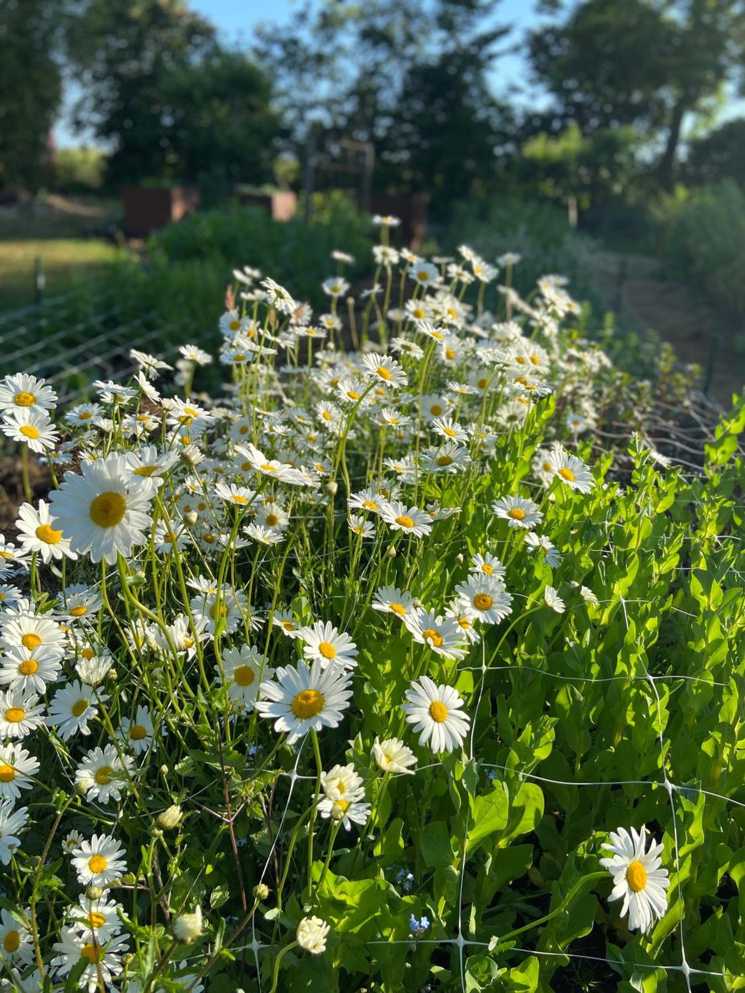 Blomstertantens Hus Трелебори Екстериор снимка